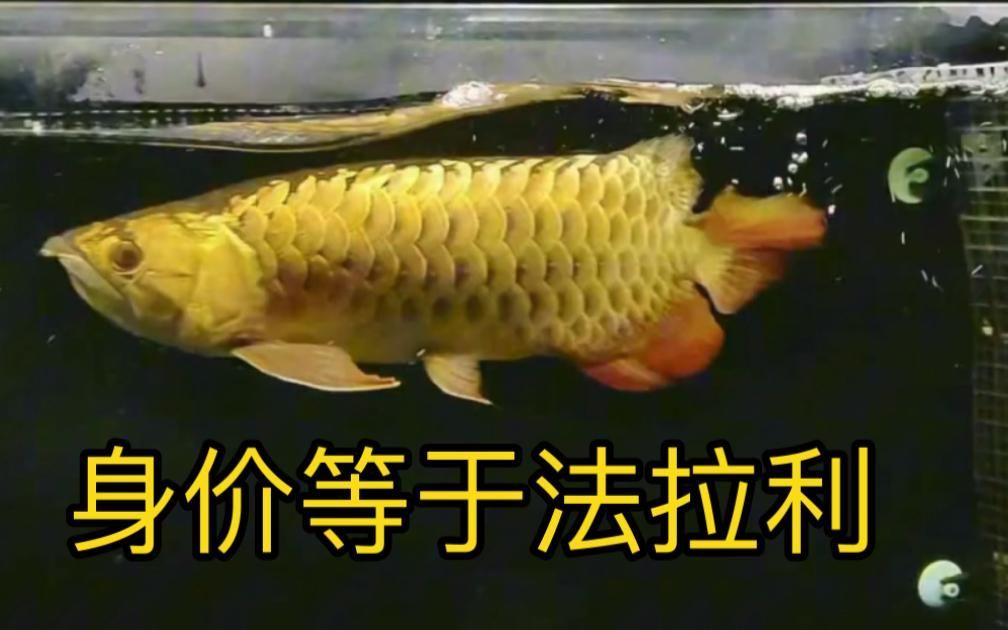 安源龍魚有哪些獨特特征，安源龍魚有哪些獨特特征，