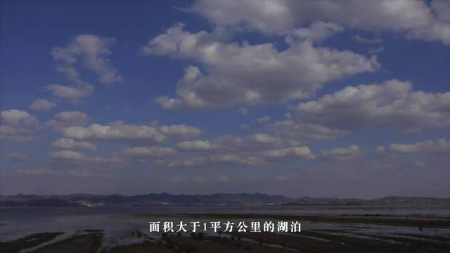 金平龍魚的市場價格，關(guān)于金平龍魚的價格問題