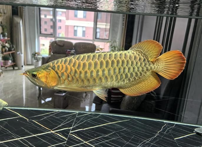 如何選擇適合紅龍的魚缸，紅龍魚缸多久換一次水，有哪些品牌魚缸適合紅龍