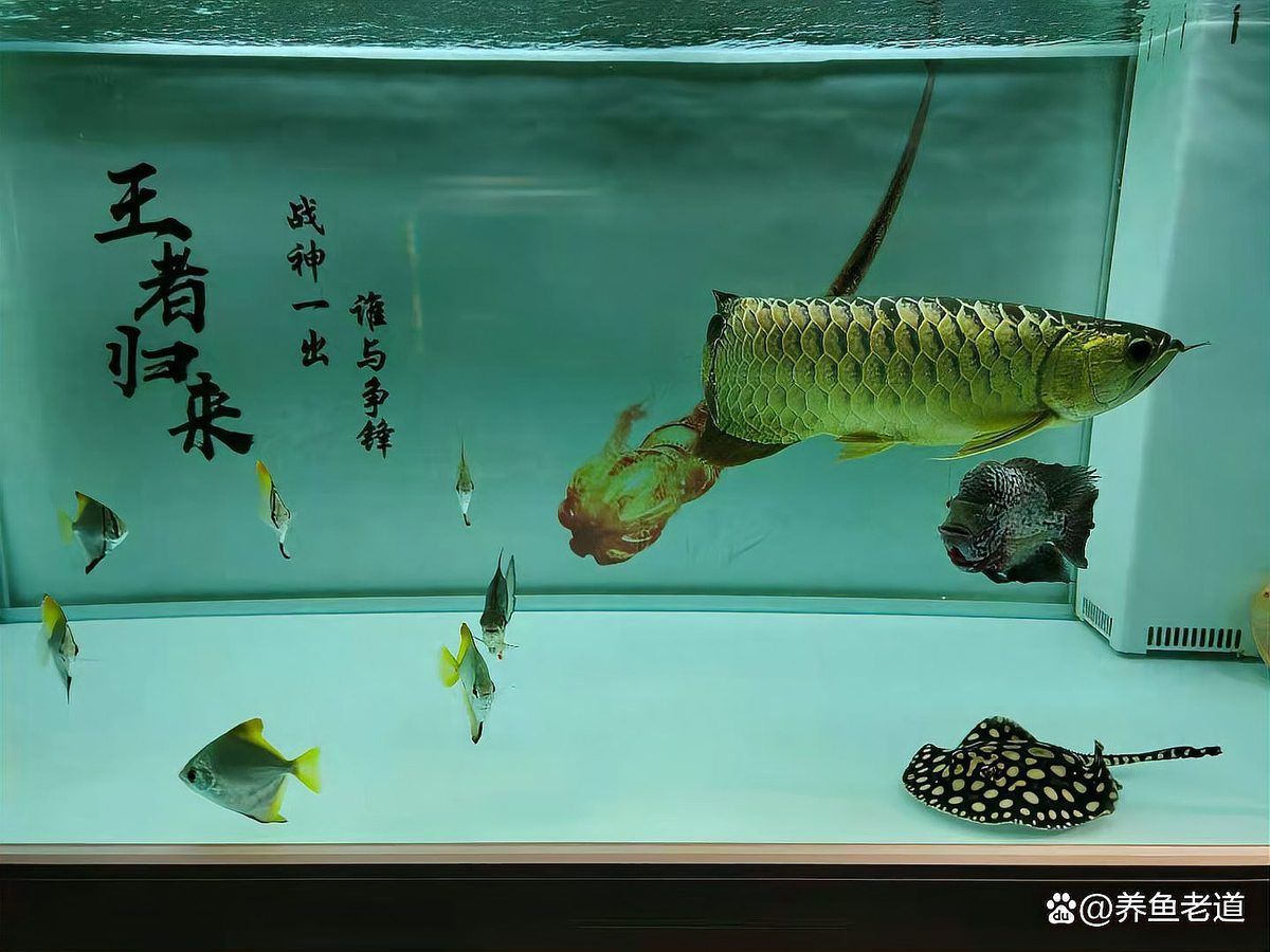 如何預防龍魚內臟受損，如何預防龍魚腹部內臟受損