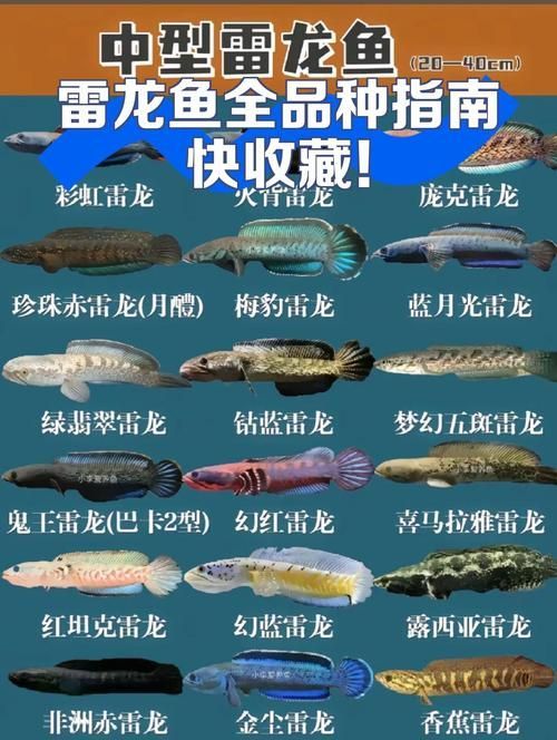 如何選擇一條合適的龍魚？