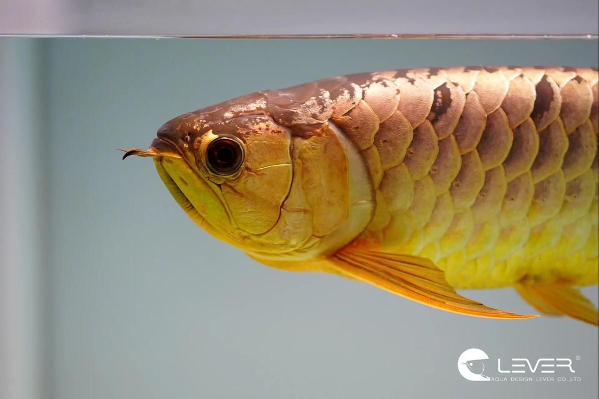 如何選擇一條合適的龍魚？