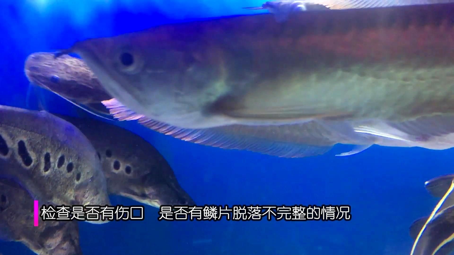 如何判斷銀龍魚的品相，如何判斷銀龍魚品相