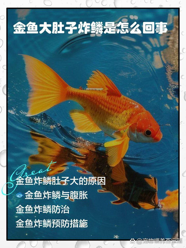 金魚肚子大炸鱗還能活嗎，金魚肚子大炸鱗怎么辦