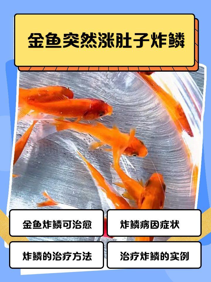 金魚肚子大炸鱗還能活嗎，金魚肚子大炸鱗怎么辦