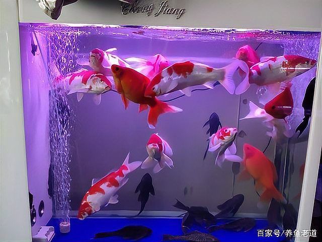 如何緩解龍魚的緊張情緒，如何緩解龍魚緊張情緒