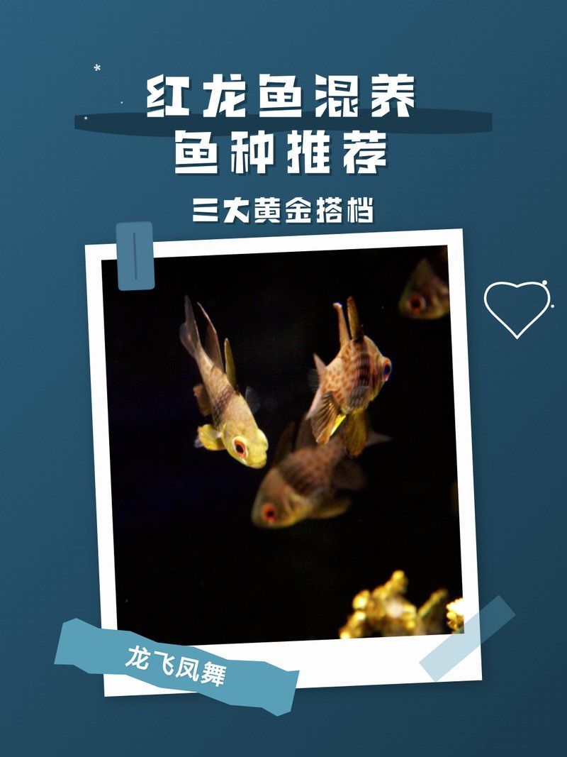 紅龍魚最好三個(gè)搭配，紅龍魚怎么搭配？