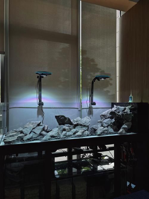 彩鰈和水獵人哪個更受歡迎？