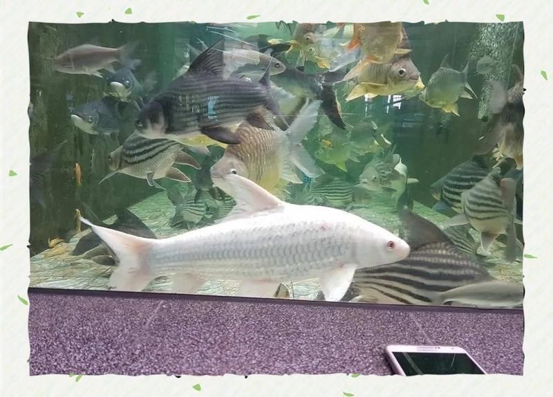 如何合法飼養七紋巨鯉魚？，arxiv論文助手arxiv論文助手（arxiv論文助手）