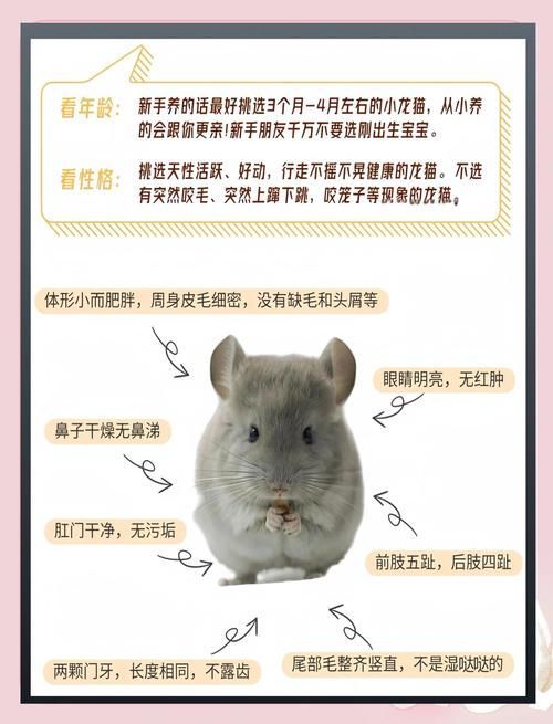 如何預防龍貓疾病