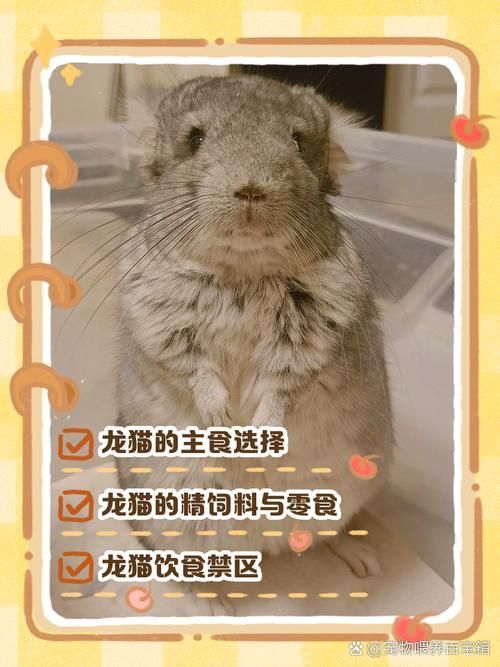 如何預防龍貓疾病