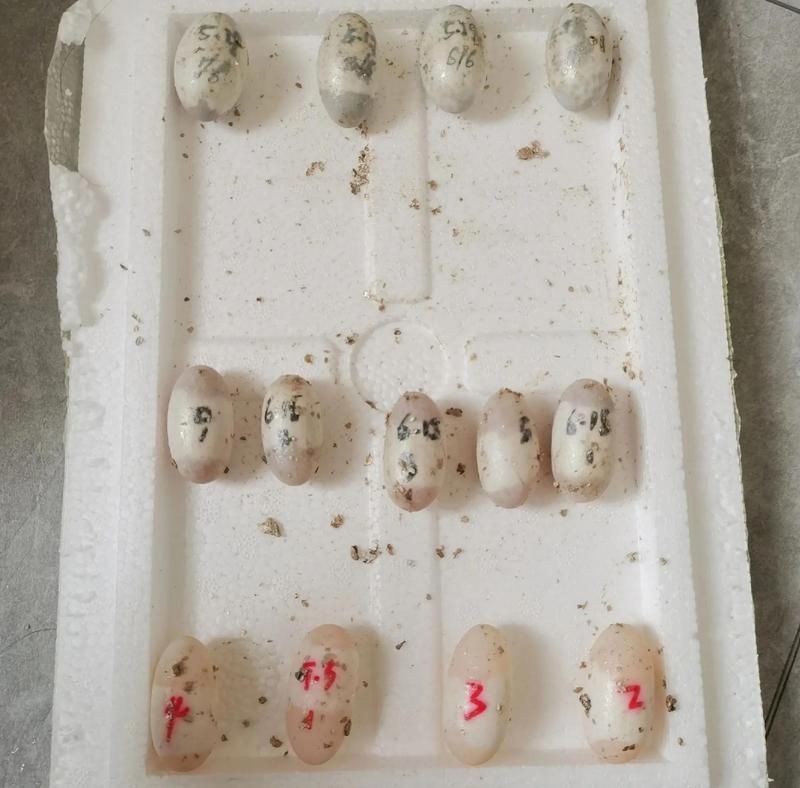 蠑螈繁殖需要注意什么，東方蠑螈繁殖需要注意什么，蠑螈繁殖需要注意什么