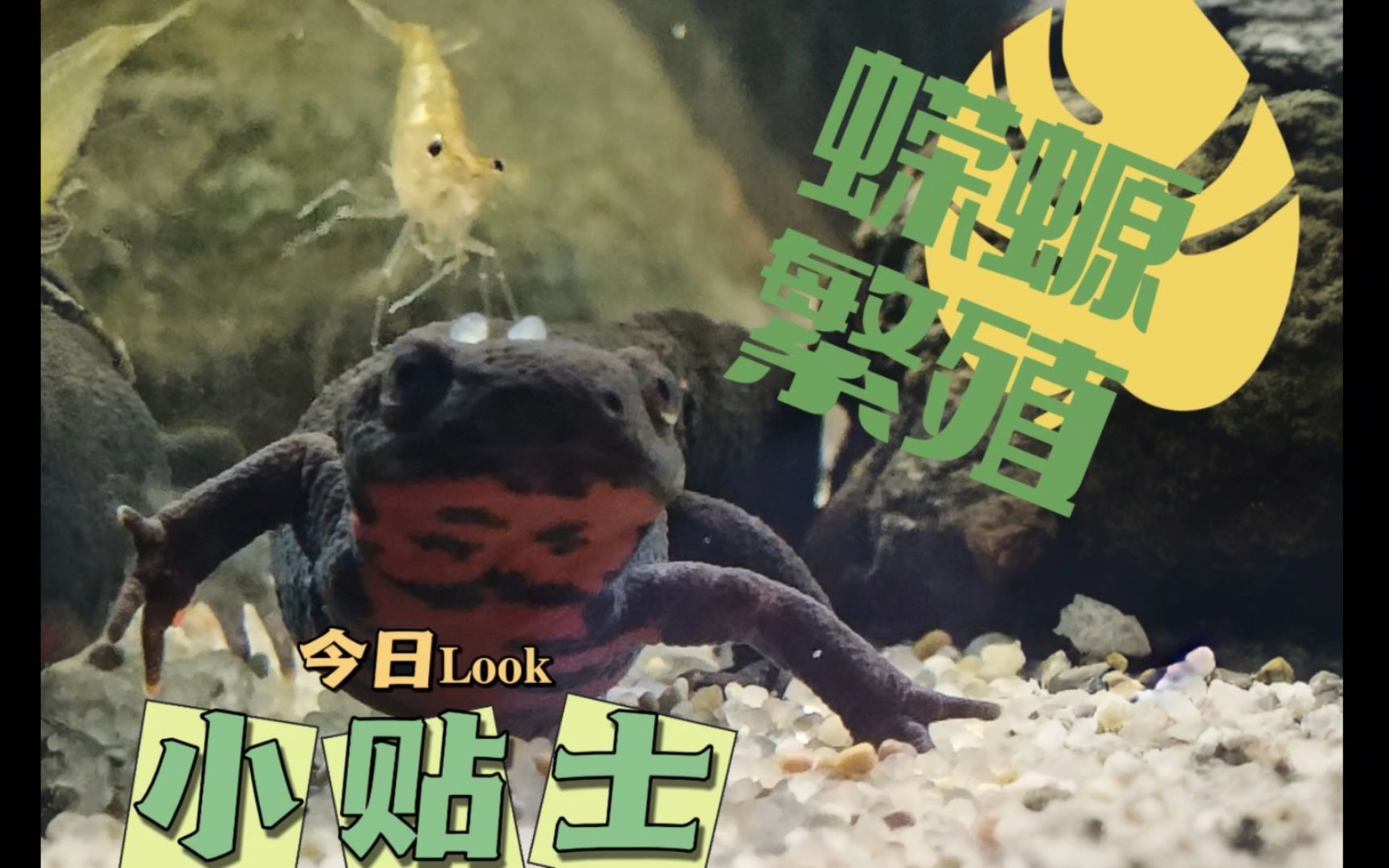 蠑螈繁殖需要注意什么，東方蠑螈繁殖需要注意什么，蠑螈繁殖需要注意什么
