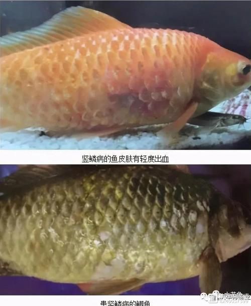 給我一些豎鱗病的防治圖片，豎鱗病的防治方法