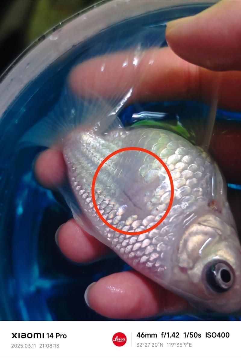 如何預防龍睛金魚感染爛尾病，如何預防龍睛金魚爛尾病