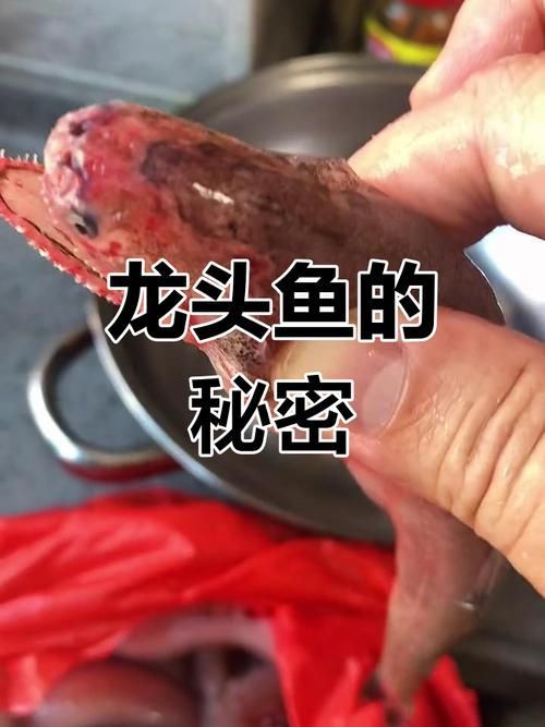 龍頭魚擺件最貴三個顏色，龍頭魚擺件最貴的三個顏色