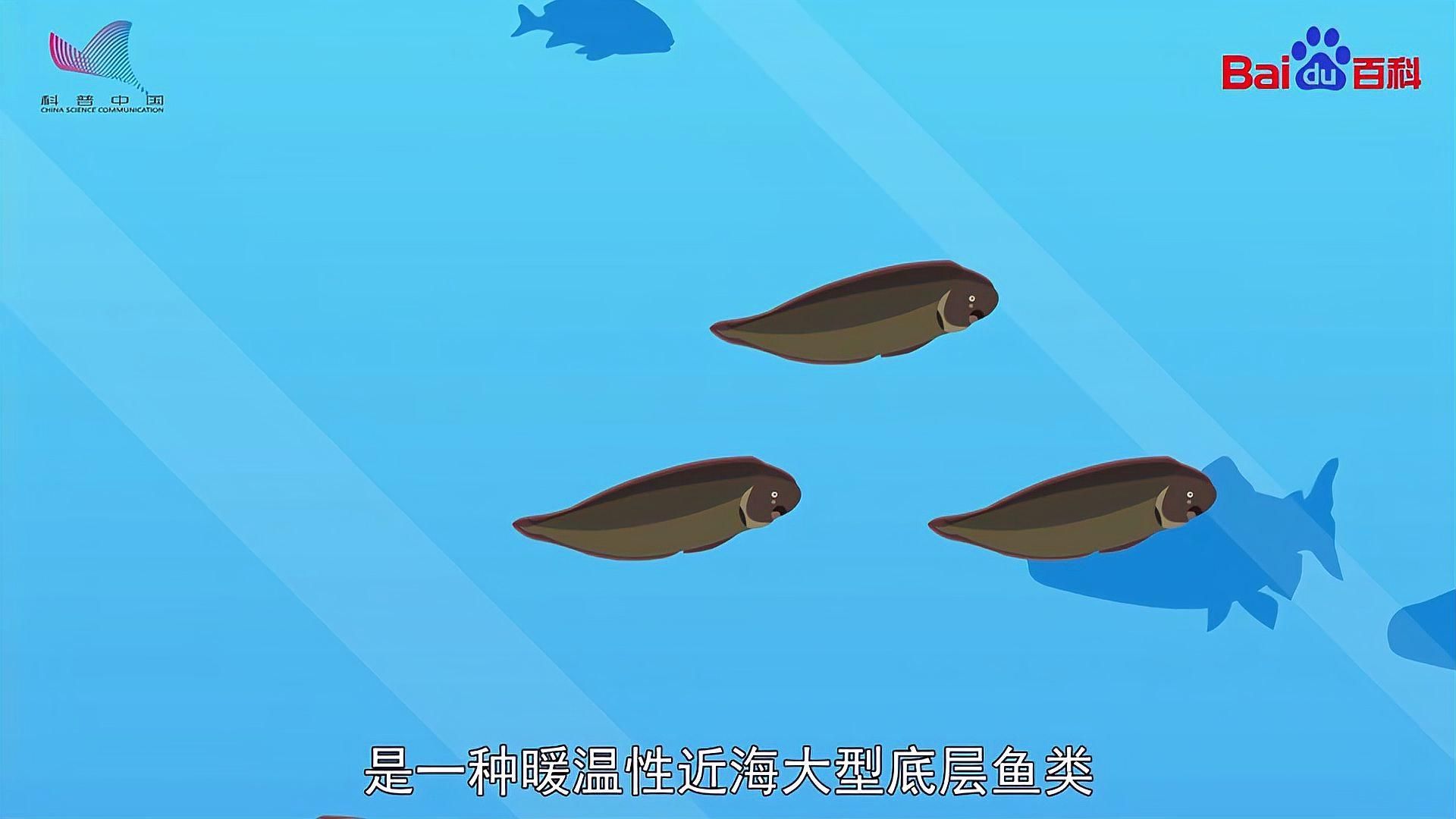 福清龍魚和龍利魚哪個更有營養，福清龍魚與龍利魚哪個更有營養