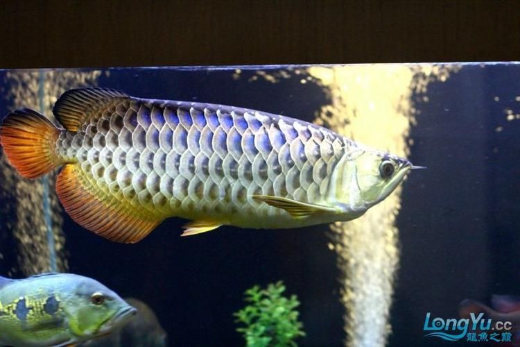 給我一些過背藍(lán)金龍魚的圖片，過背藍(lán)金龍魚的選擇