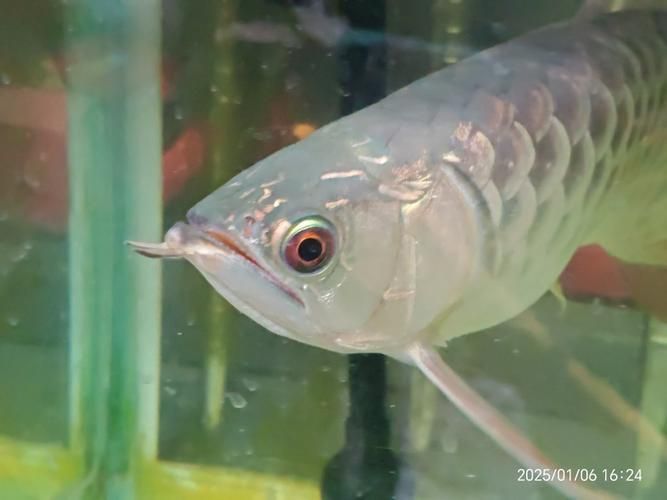 給我一些過背藍(lán)金龍魚的圖片，過背藍(lán)金龍魚的選擇