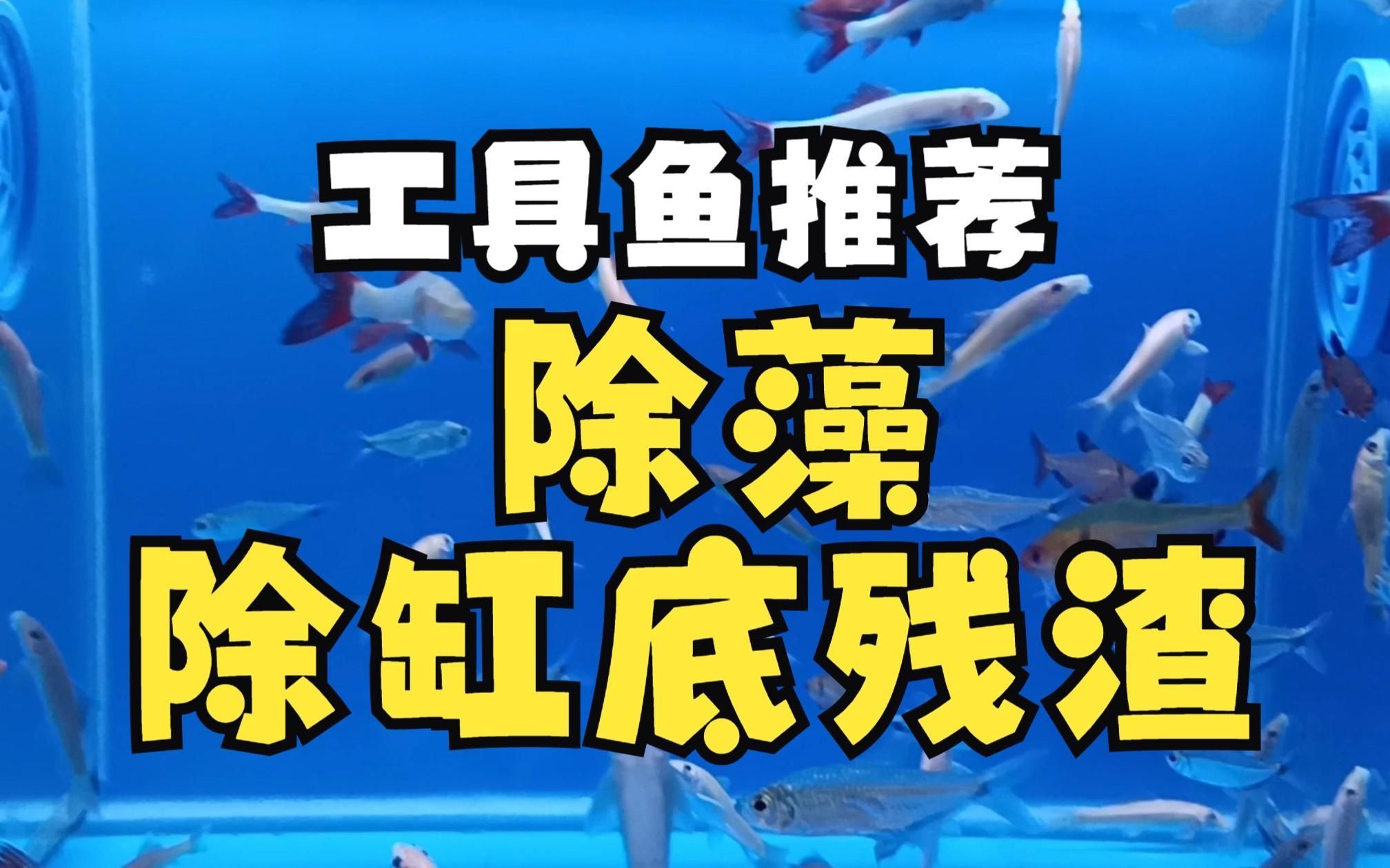 有哪些工具魚可以輔助清理殘餌，工具魚清理工具魚清理工具魚清理工具魚=清理工具魚