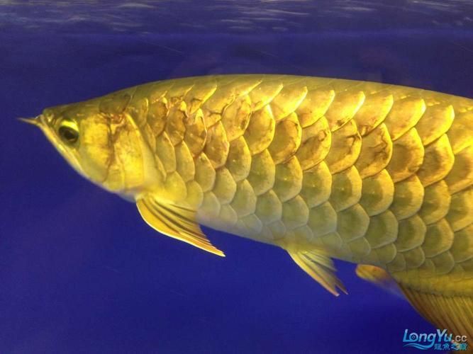 如何預防龍魚黑鱗和立鱗，如何預防龍魚黑鱗與立鱗
