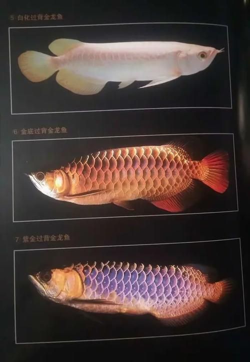 如何辨別龍魚的種類和品相？，如何判斷一個龍魚品牌的好壞金龍魚與高背金龍魚如何區分