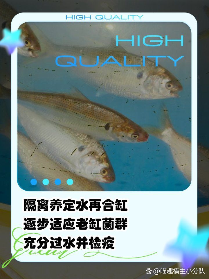 如何預防合缸交叉感染，如何有效預防觀賞魚合缸交叉感染