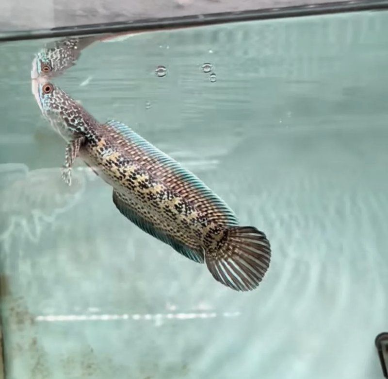 眼睛蛇雷龍魚的最佳飼養(yǎng)溫度是多少？，黃金眼鏡蛇雷龍的最佳飼養(yǎng)溫度是多少？