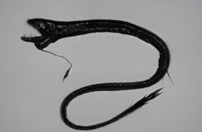 給我一張高清的深海龍魚圖片，關于深海龍魚的介紹