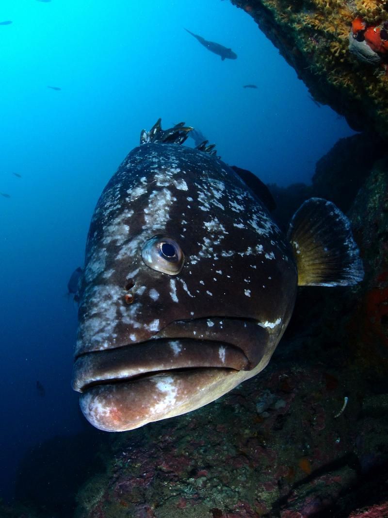 給我一張高清的深海龍魚圖片，關于深海龍魚的介紹