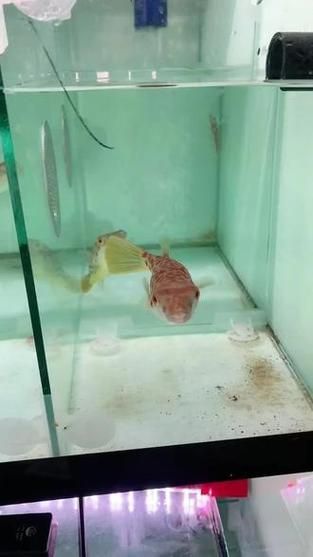 祥龍魚場是否銷售奈及利亞紅圓點(diǎn)狗頭？