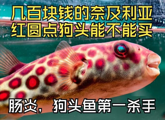 祥龍魚場是否銷售奈及利亞紅圓點(diǎn)狗頭？