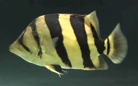 福虎異型虎魚純色虎魚，福虎異型虎魚、純色虎魚、異型虎魚、純色虎魚、泰國虎魚