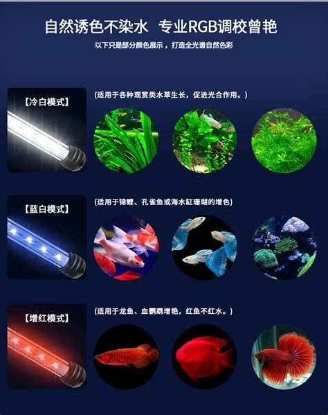 有沒有更多龍魚燈照的圖片？，關于龍魚燈照（龍魚燈）的詳解與實拍圖集詳解與實拍圖集