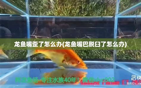 龍魚嘴巴白點(diǎn)如何治療最有效？