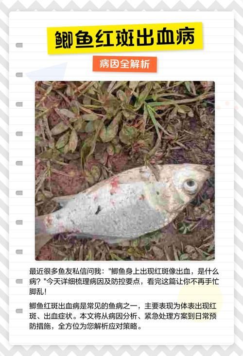 如何判斷魚是否患有潰爛病，arxiv論文助手arxiv論文助手判斷魚是否患有潰爛病