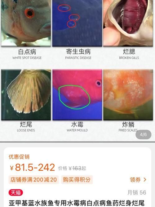 龍魚萬能藥水有哪些副作用？，“龍魚萬能藥水”副作用詳解龍魚萬能藥水副作用詳解