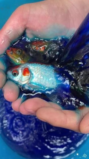龍魚萬能藥水有哪些副作用？，“龍魚萬能藥水”副作用詳解龍魚萬能藥水副作用詳解