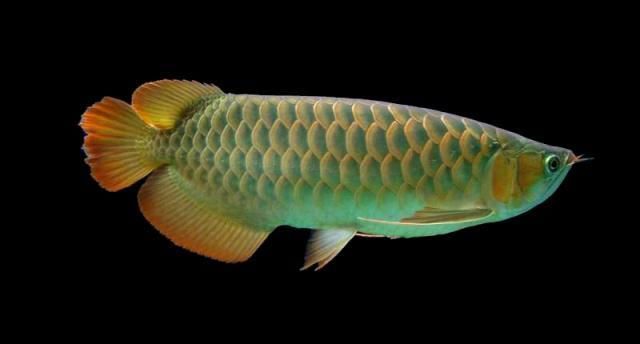 20公分紅龍魚有哪些品種，20公分紅龍魚有哪些品種20公分的紅龍魚品種對比表