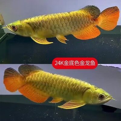 20公分紅龍魚有哪些品種，20公分紅龍魚有哪些品種20公分的紅龍魚品種對比表