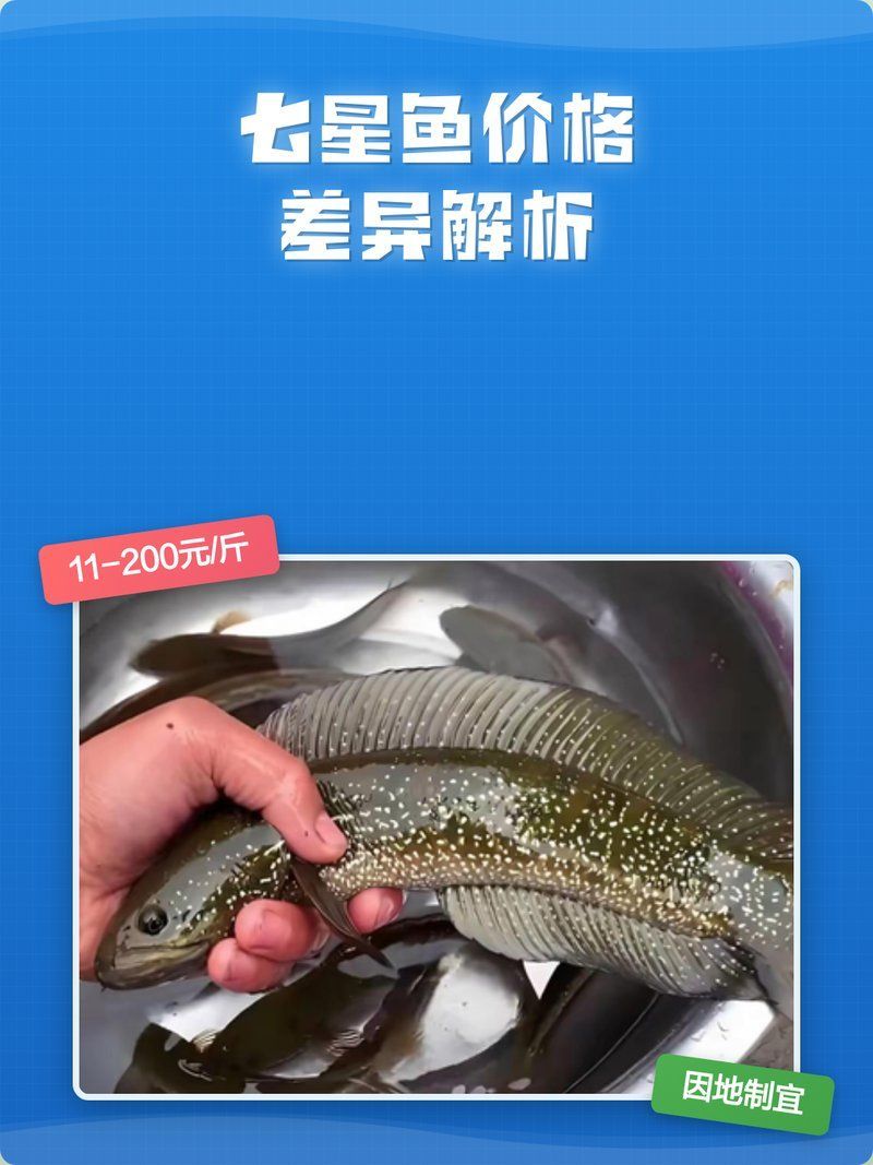 七星龍魚的價格是多少？，七星龍魚價格差異解析七星龍魚價格差異解析