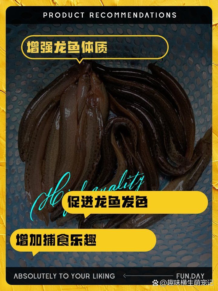 有哪些方法可以提升龍魚的免疫力，如何提升龍魚的免疫力