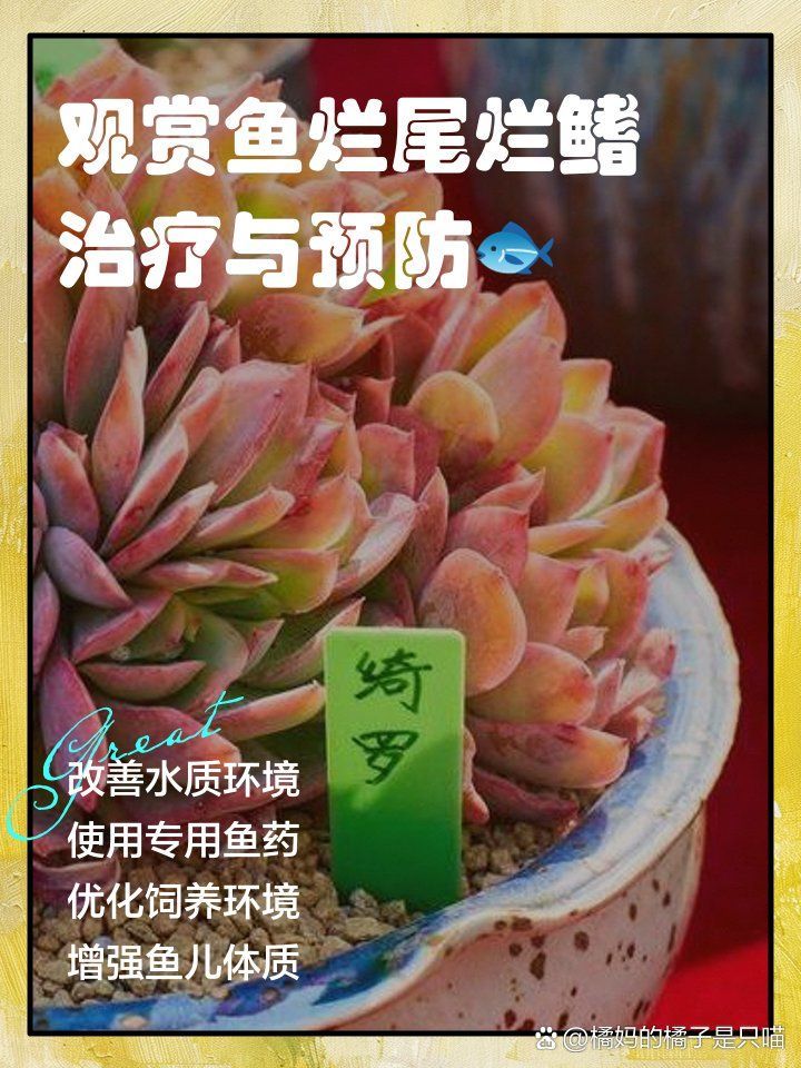 如何預防觀賞魚爛鰭，觀賞魚爛尾爛尾爛鰭治療與預防措施包括保持水質平衡