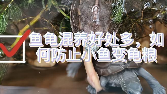 魚和烏龜一起養有哪些注意事項，魚和烏龜一起養有哪些注意事項,