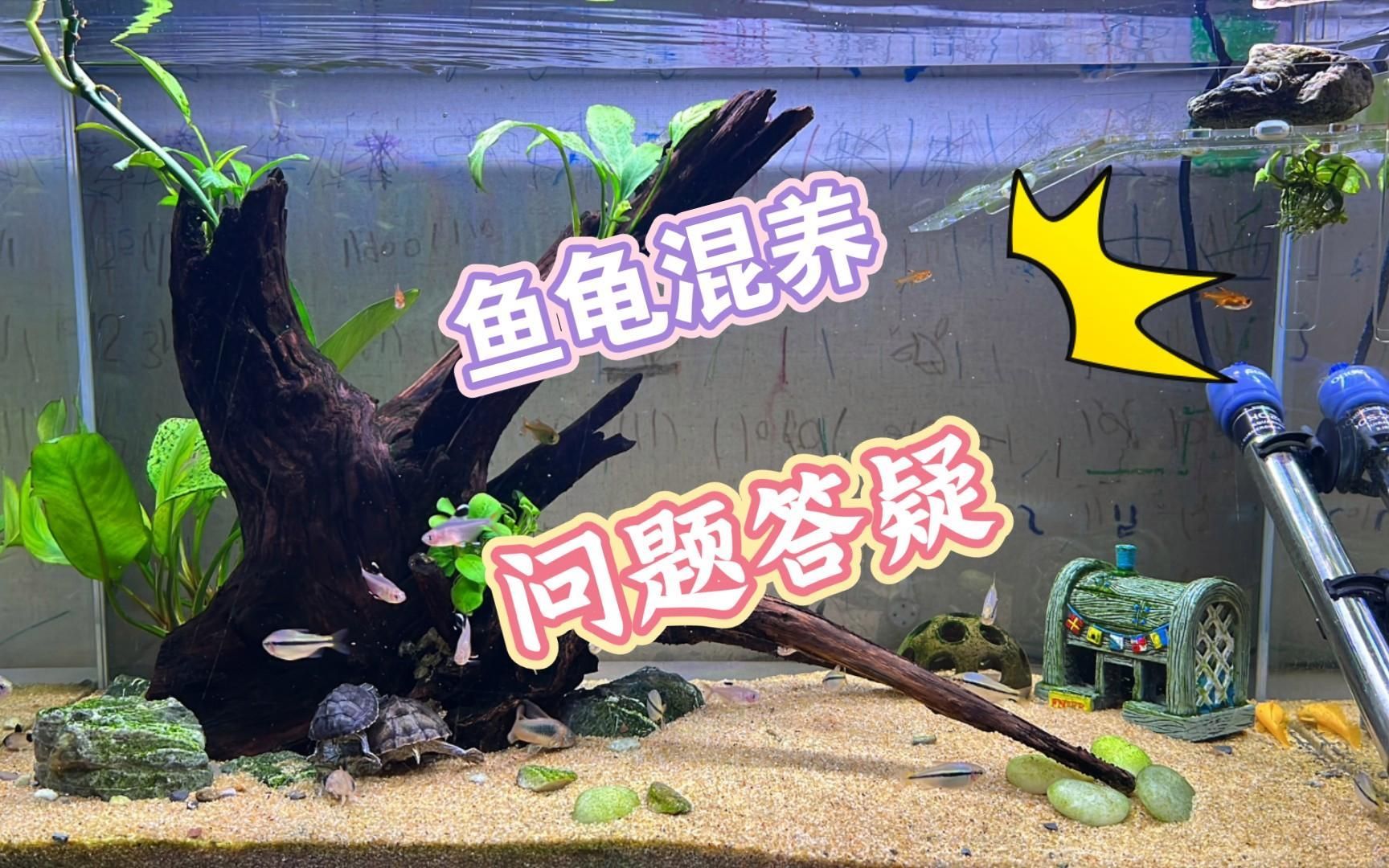 魚和烏龜一起養有哪些注意事項，魚和烏龜一起養有哪些注意事項,
