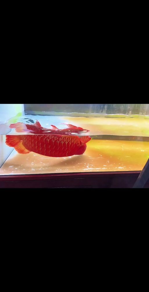如何判斷龍魚尾部是否完全斷裂？，如何判斷龍魚尾部完全斷裂