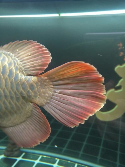 如何判斷龍魚尾部是否完全斷裂？，如何判斷龍魚尾部完全斷裂
