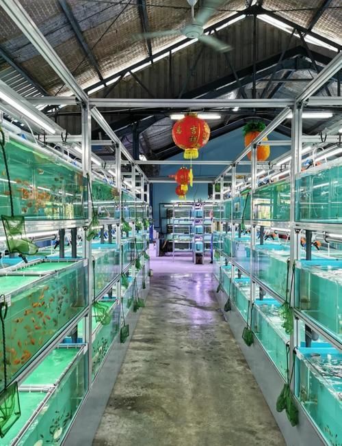 仟湖和祥龍魚場哪個更好？，仟湖魚場vs祥龍魚場
