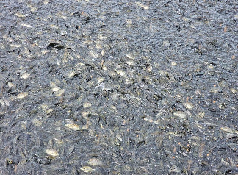 如何預防李亞龍魚?。?，“李亞龍魚”并非標準水產科學研究院技術指南及預防措施