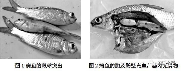 如何預防李亞龍魚?。?，“李亞龍魚”并非標準水產科學研究院技術指南及預防措施